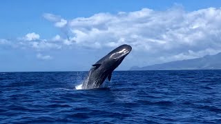 Breaching Sperm Whale [upl. by Inalej]