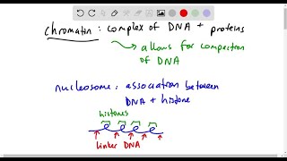 What is chromatin remodeling [upl. by Namolos]