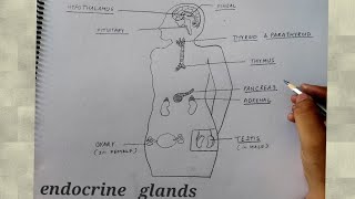 how to draw endocrine glands in human beings l how to draw endocrine glands in human beings class 10 [upl. by Demakis]