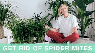 How To Get Rid Of Spider Mites On Houseplants [upl. by Enamrahs]