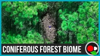 The Coniferous Forest Biome Explained [upl. by Sibylle338]