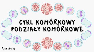 Cykl komórkowy Podziały komórkowe [upl. by Llerral]