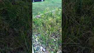 How do you get rid of nutgrass [upl. by Ainelec]