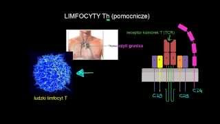 Limfocyty Th pomocnicze [upl. by Ladonna851]