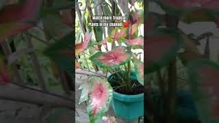 CALADIUM PLANT [upl. by Harriet]