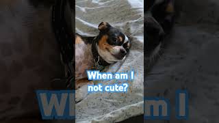 cute dog puppy dogs ytshorts ytshort animals comedy cutedog shorts viralvideo catshorts [upl. by Ednutabab603]