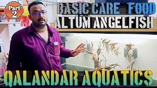 Altum Angelfish  Qalandar Aquatics  Altum Angel  altum angelfish tank setup  food and basic care [upl. by Tollman]