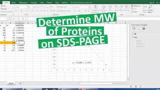 Determining MW of proteins on SDSPAGE [upl. by Cati]