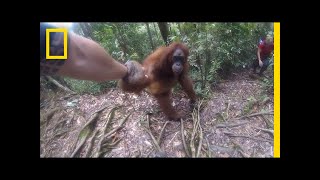 Clingy Orangutan Gets Too Close For Comfort  National Geographic [upl. by Ardrey]