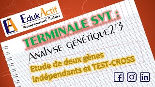 Lanalyse génétique  Terminale Spécialité SVT  Partie 23 Deux gènes indépendants et TestCross [upl. by Gratiana]