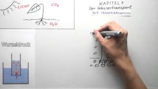 Wassertransport bei der Photosynthese [upl. by Trainer]