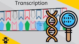 An Introduction to Transcription  Genetics  Protein Synthesis [upl. by Sinned947]