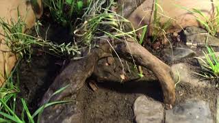 Horsefield Tortoise Natural Planted Enclosure update  Timelapse [upl. by Anne-Marie352]