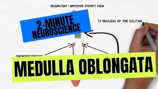 2Minute Neuroscience Medulla Oblongata [upl. by Anilra]