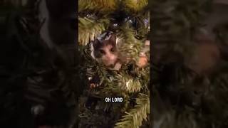 Cats verses Christmas tree who will win [upl. by Laved868]