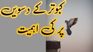 کبوتر کے دسویں پر کی اہمیت [upl. by Anneirb]