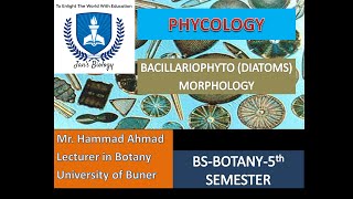 BACILLARIOPHYTA DIATOMS MORPHOLOGY [upl. by Kristel76]