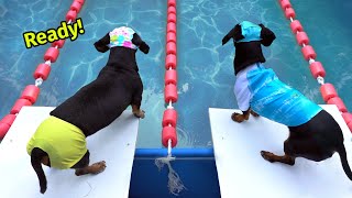 The Wienerlympics  Cute amp Funny Wiener Dog Video [upl. by Teews]