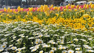 floriade canberra 2024 [upl. by Ottilie]