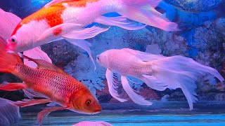 RELAXING WATER SOUND  THE BEAUTIFUL OF FISH IN THE AQUARIUM COLOUR FISH [upl. by Edward]