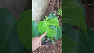 💚Monstera Deliciosa 💚 Se inscreva no canal Deixeojoinha Comente Garden [upl. by Ecnesse]