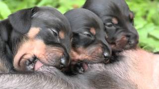 Cute Dachshund Puppies Suckling [upl. by Laval]