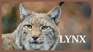 Lynx sounds somewhere in the north Wild lynx scream at night [upl. by Etty]