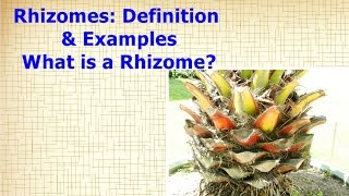 Rhizomes Definition amp Examples  What is a Rhizome [upl. by Nolasba363]