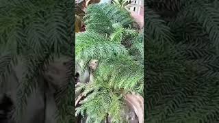 Araucaria plant [upl. by Magas572]