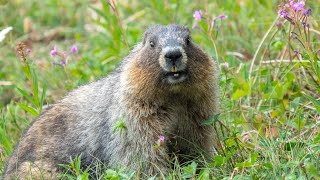 Hoary Marmot in the Rockies [upl. by Klaus]