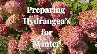 Hydrangea Care in Fall and Winter Essential Tips and Tricks [upl. by Haiasi788]