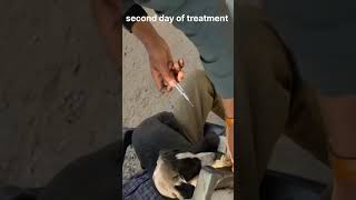 streat dogs treatment in paro case [upl. by Hendel299]