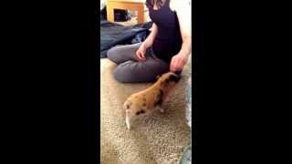 Teacup pig Darwin learning to sit for food from wwwpamperedpigletscom [upl. by Ansilme]