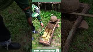 Best working day 2193 The process of removing honeycomb from a beehive in the form of logs [upl. by Ashil]