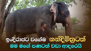 quotà¶‰à¶‚à¶¯à·’à¶»à·à¶¢à·à¶§quot à·€à¶œà·šà¶¸ quot à¶±à¶±à·Šà¶¯à·’à¶¸à·’à¶­à·Šâ€à¶»à¶§à¶­à·Š quot à¶¸à¶¸ à¶´à¶« à·€à¶œà·š à¶†à¶¯à¶»à·™à¶ºà·’ â¤ Nandimithra elephant ðŸ‡±ðŸ‡° elephante [upl. by Ahseiuqal]