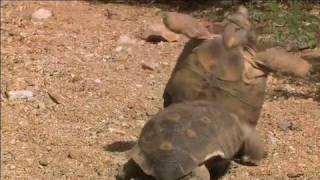 The Heat is On Desert Tortoises amp Survival Part 4 of 4 [upl. by Nyrok]