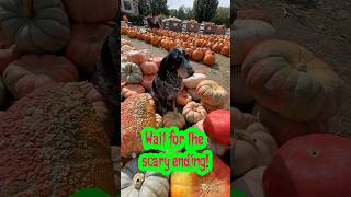 Happy fall  halloween pumpkin pumpkinpatch appleorchard dog doglover trickortreat hound [upl. by Lonee403]