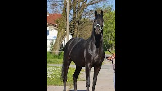 sold Quadriga  Black broodmare out of Grand Prix line on the gras field [upl. by Valentino617]