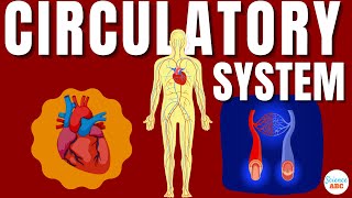 Circulatory System And The Heart  Explained In Simple Words [upl. by Moyna215]