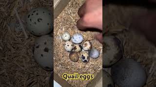 Quail bird eggs bater k ande quail quailbird quaileggs bater baterkande winter eggs shorts [upl. by Lavella]