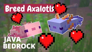 How to Breed Axolotls in Minecraft  Java Bedrock MCPE [upl. by Seiden]