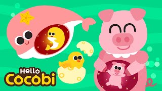 Mammals amp Egg Laying Animal Song🐣Compilation  Animal Song  Nursery Rhymes for Kids  Hello Cocobi [upl. by Mcconnell]