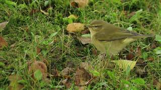 Chiffchaff  foraging on the lawn take 2 [upl. by Aisorbma]