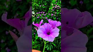 Ipomoea carnea बेहया बेशर्म [upl. by Farlee805]