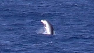 Pygmy Sperm Whale breaching from Cadiz to Lanzarote ferry North Atlantic 5th September 2018 [upl. by Sterrett620]