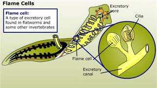 Excretion in Animals [upl. by Ib366]