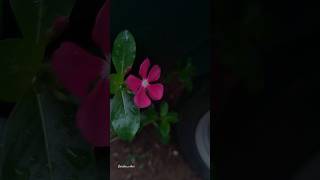 Rosy periwinklVinca roseaനിത്യകല്യാണിflowers vincaflower nature gardenvibeslove flowergarden [upl. by Docilla]