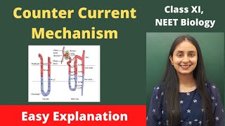 Counter Current Mechanism  Human Physiology  Class XI  NEET [upl. by Ilehs858]