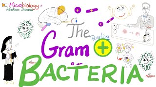 The GramPositive Bacteria 🦠  Microbiology and Infectious Diseases Series 🧫 [upl. by Nivlen974]