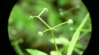 Galium triflorum Fragrant Bedstraw in Winnipeg [upl. by Melloney]